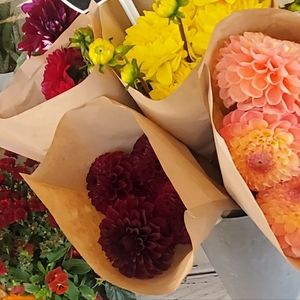 Meet your Posher, Temma